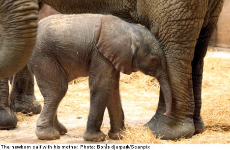 Swedish zoo celebrates rare elephant birth