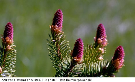 Swedish scientists chart entire fir tree genome