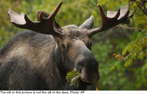 Stolen elk mystery baffles Swedish police