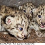 Snow leopard triplets are zoo’s latest marvel