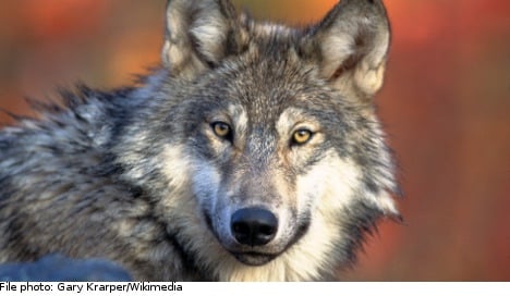 Wolf 'massacre' leaves over 20 sheep dead