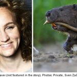 Swede bloodied in surprise beaver attack