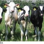 Cows deployed in mosquito plague fight