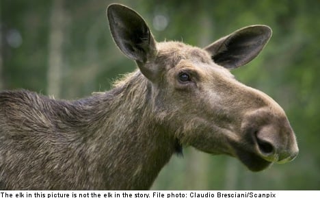 Lost elk shot dead in central Gothenburg