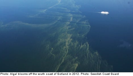 Algal blooms appear in southern Baltic Sea