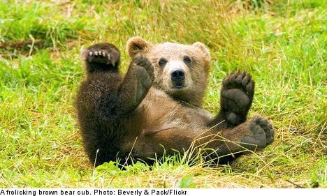 300 bears to be killed in annual Swedish hunt