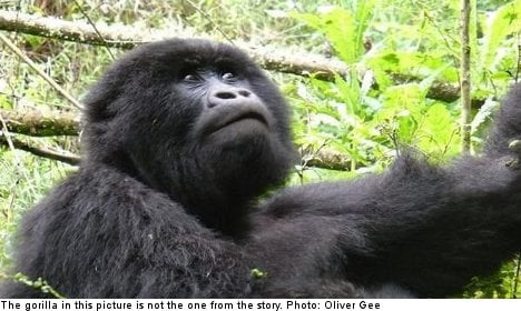Gorilla stones Swedish woman in zoo ambush