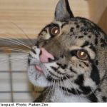 Leopard eats three mini deer after zoo escape