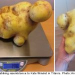 Swede's 'Titanic' potato mashes size record