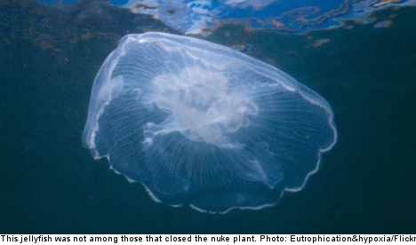 Nuke plant back online after jellyfish foul-up