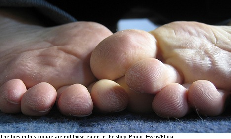 Pojken the pet dog eats Swedish man's toes