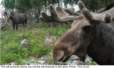 Elk family attacks Swedish schoolboy