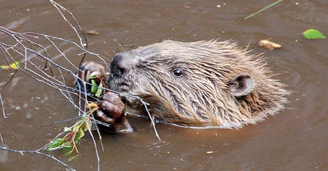 Swedish beaver grinds traffic to a halt