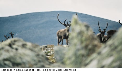 Mining threatens Sami reindeer grazing