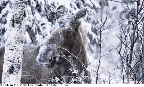 Elk hunting in Sweden: one Englishman’s tale
