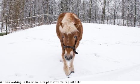 Swedish horse owners face abattoir queues