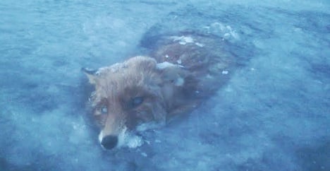 Man finds fox frozen in Swedish lake