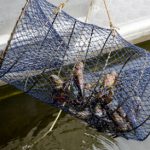 Drowned puppies found in crayfish cage