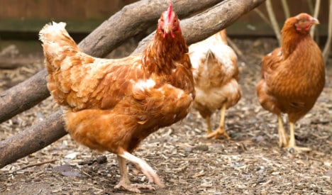 Eco-conscious Swedes in hen house trend