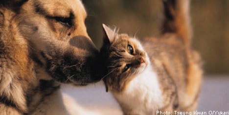 More Swedes prefer dogs to cats: study