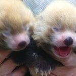 Pandas Plopp and Polly born in Swedish zoo