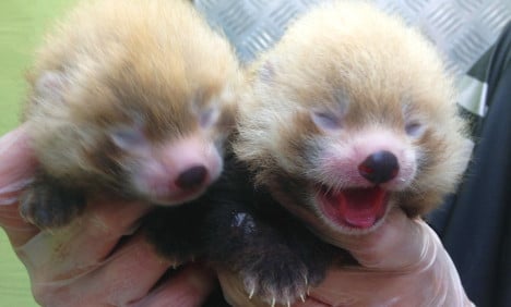Pandas Plopp and Polly born in Swedish zoo