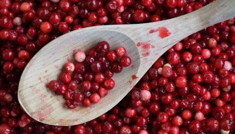 Lack of lingonberries dashes Swedish hopes