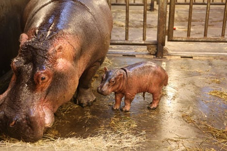 Baby hippo and its mother. Photo: Copenhagen Zoo