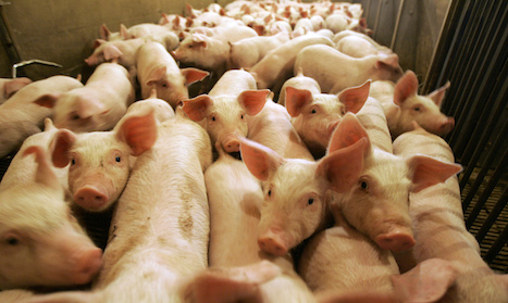 Swedish farmers contracted swine flu