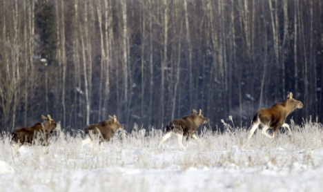 Snow forces Sweden’s elk on urban food hunt