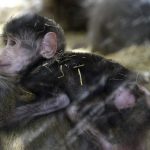 A week-old baboon safe on his mum's back.Photo: Janerik Henriksson/TT
