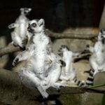 One of the lemurs is pregnant, so the Skansen animals will soon welcome another little one into the world.Photo: Janerik Henriksson/TT