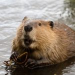 Beaver bites bus passenger in Sweden