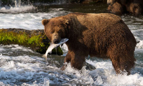 Sweden's brown bear population is at risk