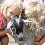 Animal 'eczema' closes Gothenburg kids' zoo