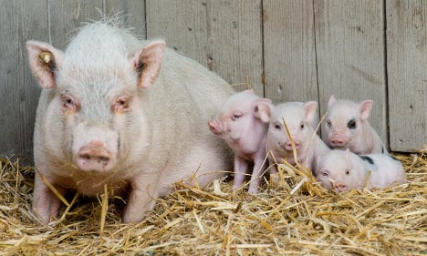 Pig farm plan to push away Muslim immigrants