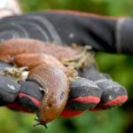 Swedish woman battles killer slug invasion