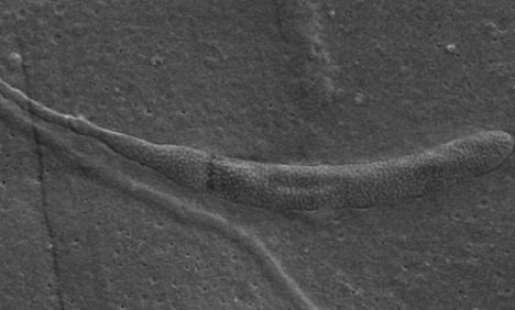 Oldest sperm found by Stockholm scientists