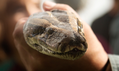 Malmö's runaway python recaptured after escape
