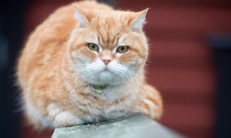 Swedish cat owners in fear after mass deaths