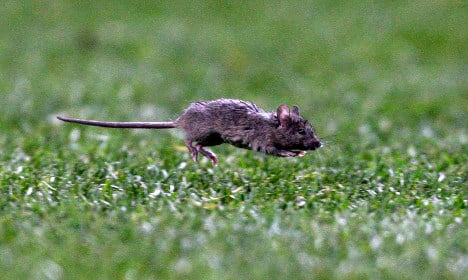 Munching mouse sparks blackout in Sweden