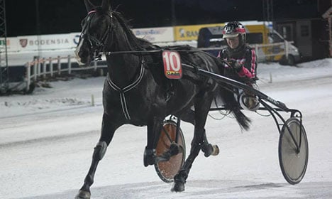 Swedish racer defends eating own dead horse