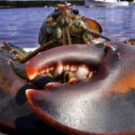 Sweden proposes EU ban on live American lobsters