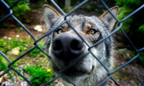 Watch the scary moment a Swedish wolf attacks keeper