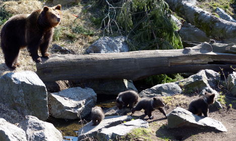 The Swedish bear quadruplets that will make you go ‘awww’
