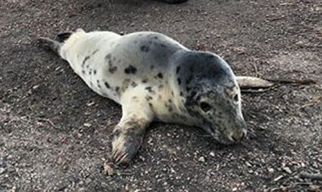 Lost seal wins hearts after Swedish police rescue