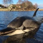 Dead dolphin washed up on Swedish west coast