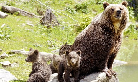 Mother bears use ‘human shields’ against killer males
