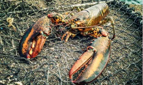 US and Canada reject Sweden's call for lobster ban