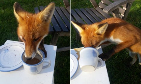 Swede’s surprise fika thief: this very cheeky little fox